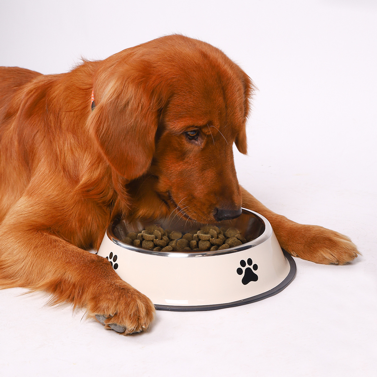 Ciotola per Animali Domestici  - Pet Supplies Hours recensione e prezzo